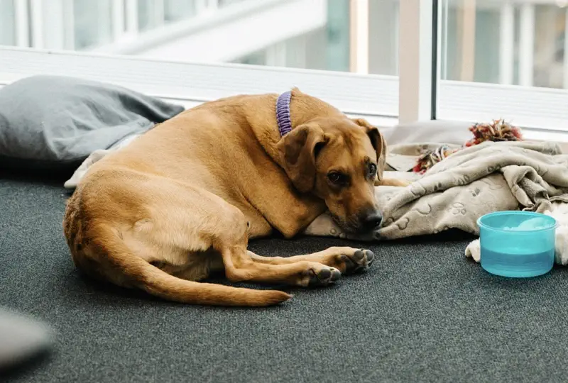 Office Dog Mila